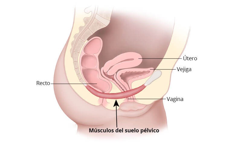 ¿Tienes problemas de suelo pélvico? Estas son las patologías más frecuentes